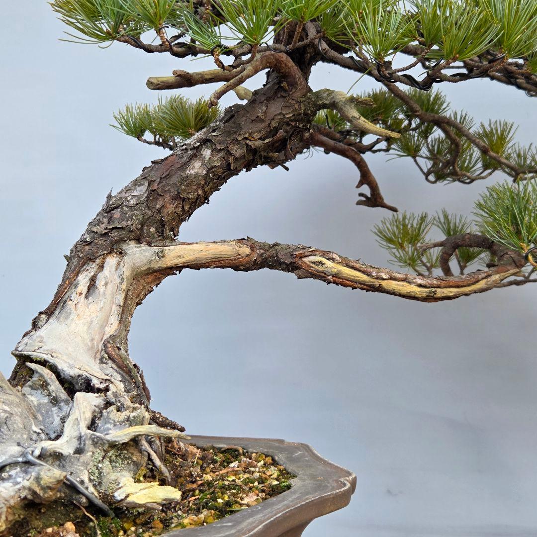 五葉松　山木　[半懸崖]　大品盆栽