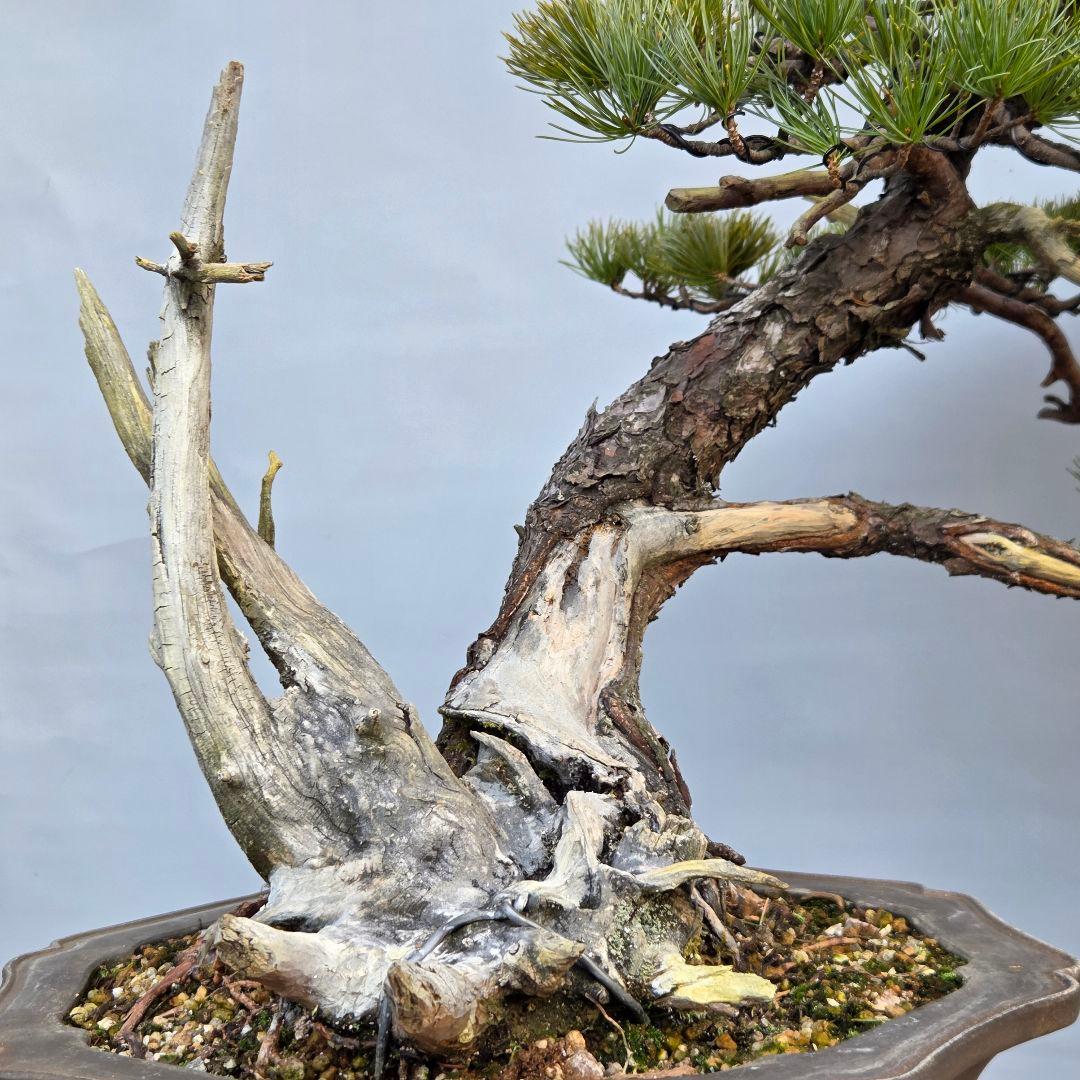 五葉松　山木　[半懸崖]　大品盆栽