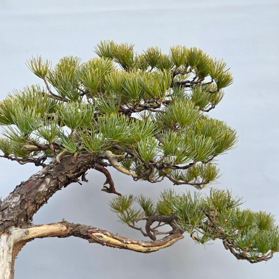 五葉松　山木　[半懸崖]　大品盆栽