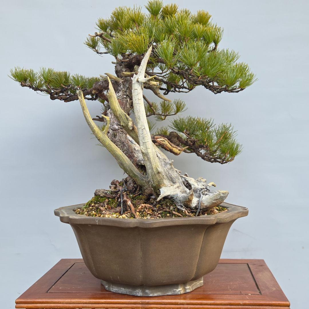 五葉松　山木　[半懸崖]　大品盆栽