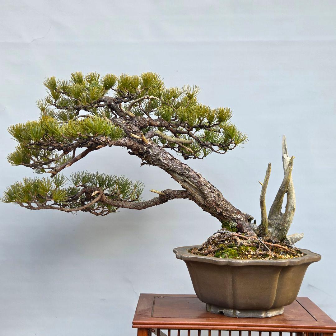 五葉松　山木　[半懸崖]　大品盆栽