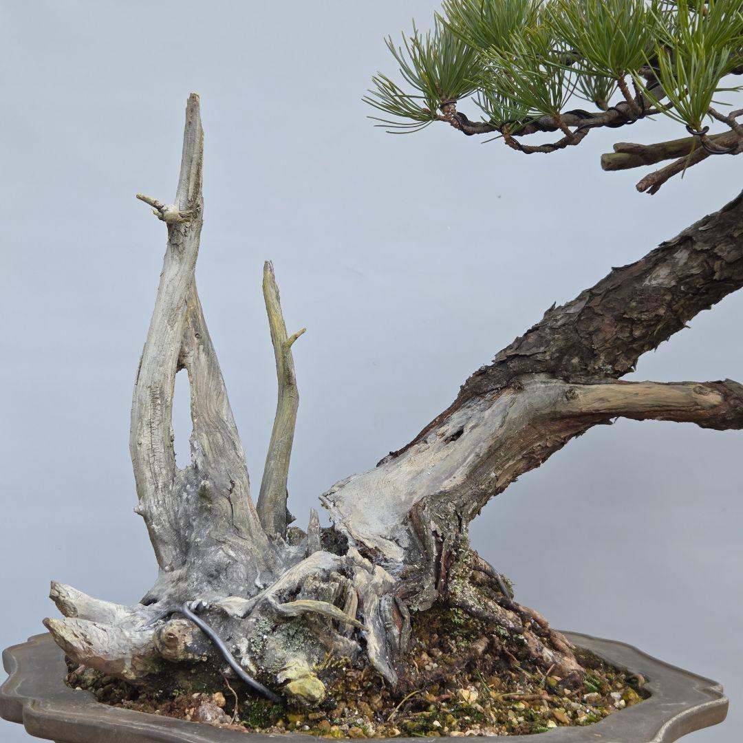 五葉松　山木　[半懸崖]　大品盆栽