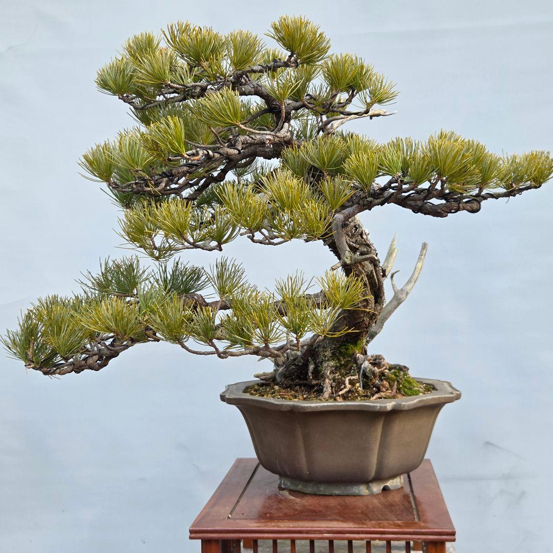 五葉松　山木　[半懸崖]　大品盆栽