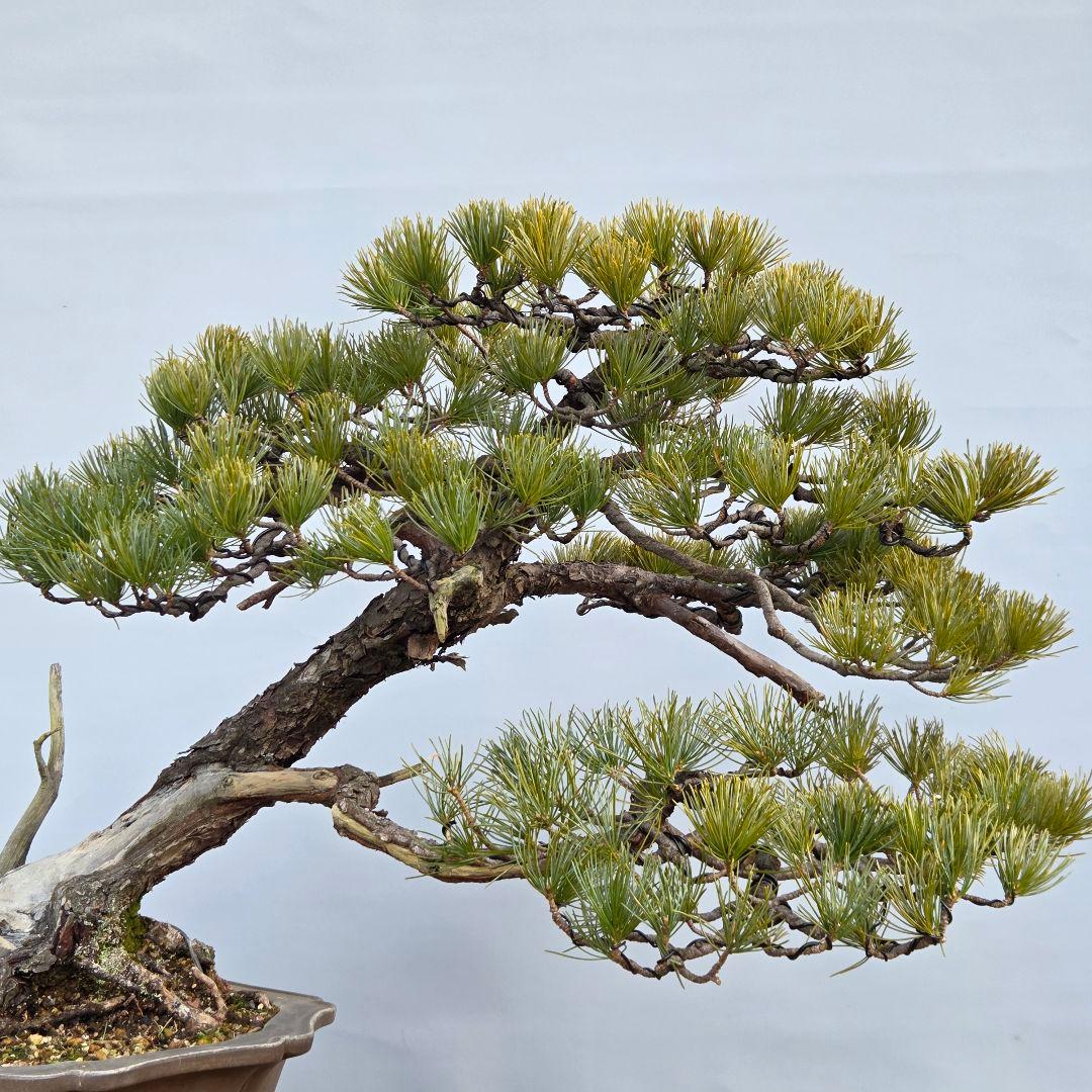 五葉松　山木　[半懸崖]　大品盆栽