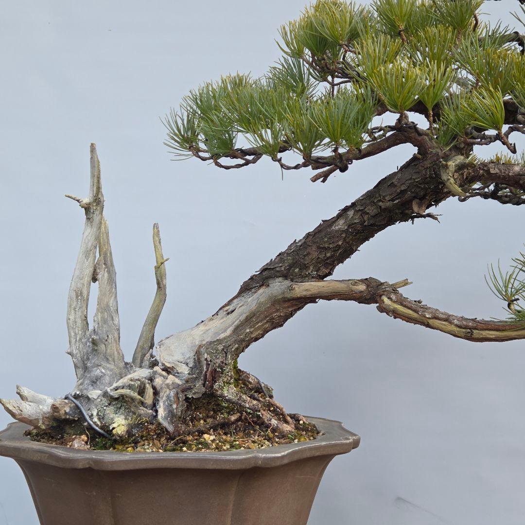五葉松　山木　[半懸崖]　大品盆栽