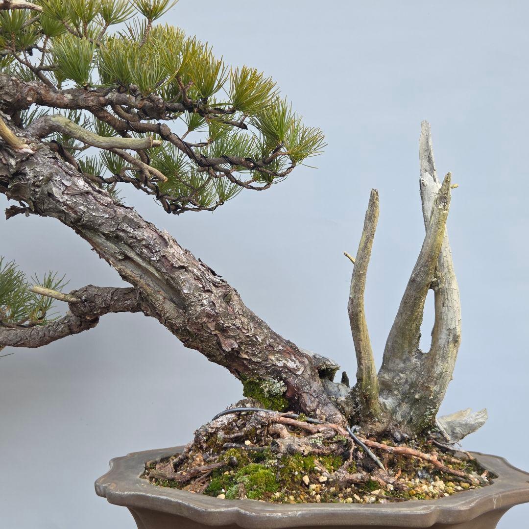 五葉松　山木　[半懸崖]　大品盆栽