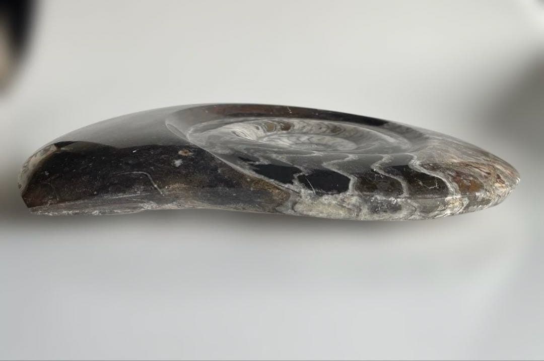 値下げ‼️【ビックサイズ 】アンモナイト化石26.5cm×31cm 4.5cm