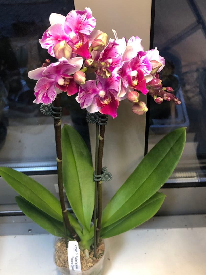 希少蘭　胡蝶蘭　レア　2本立ち