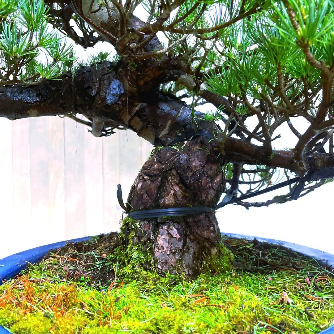 じ*ぱ様 銀八房五葉松『盆栽』樹齢推定40年以上。全長100㎝。