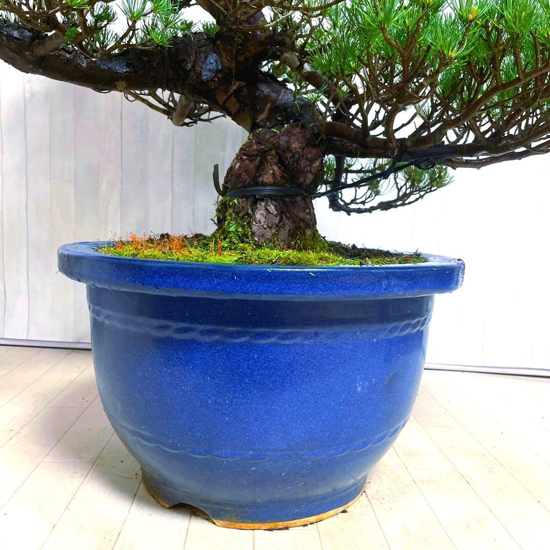 じ*ぱ様 銀八房五葉松『盆栽』樹齢推定40年以上。全長100㎝。