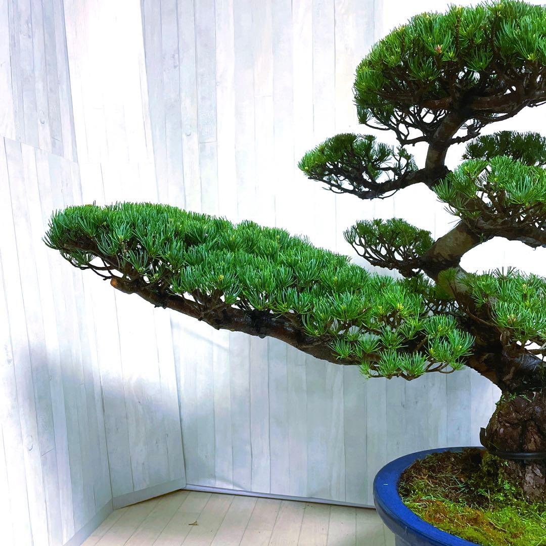 じ*ぱ様 銀八房五葉松『盆栽』樹齢推定40年以上。全長100㎝。