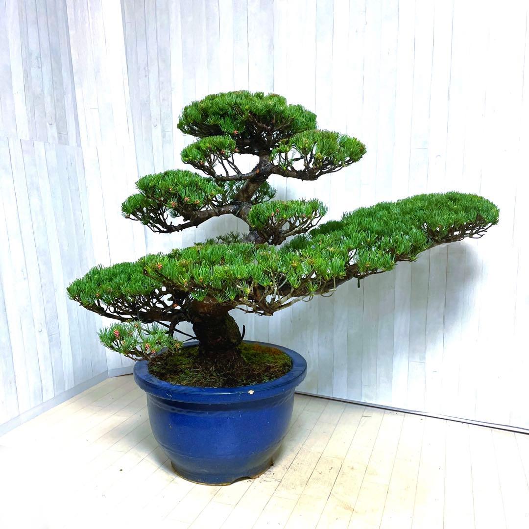 じ*ぱ様 銀八房五葉松『盆栽』樹齢推定40年以上。全長100㎝。