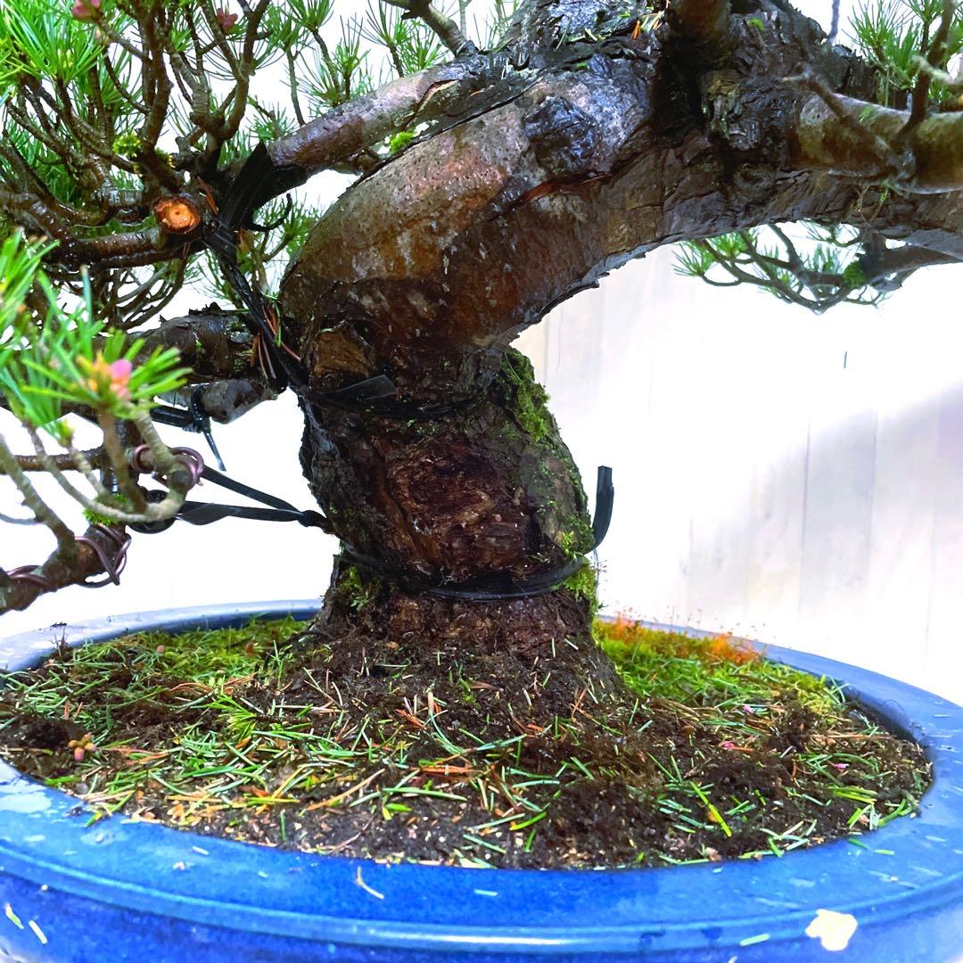 じ*ぱ様 銀八房五葉松『盆栽』樹齢推定40年以上。全長100㎝。