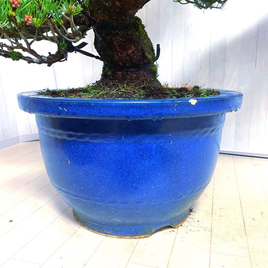 じ*ぱ様 銀八房五葉松『盆栽』樹齢推定40年以上。全長100㎝。