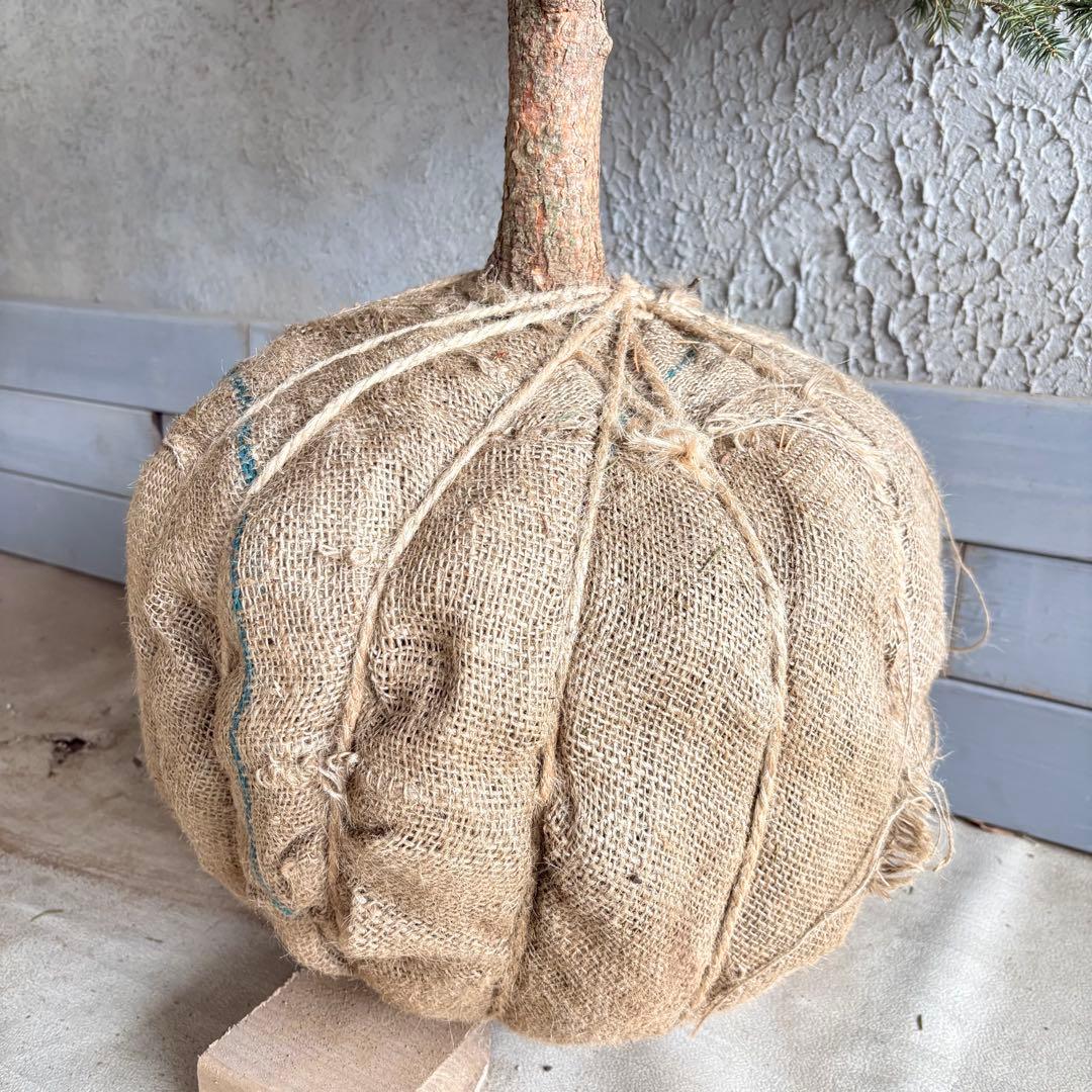 ブンゲンストウヒ スーパーブルー 特大苗木最高等級極上品‼️ 希少品種