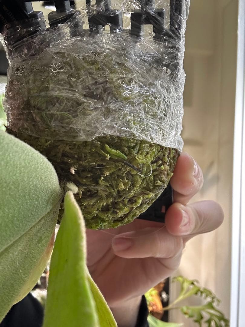 willinckii mix spore Predator, SPA,Kai 2 - メルカリ