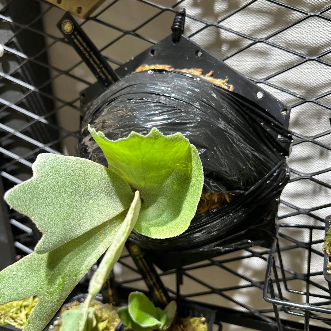 willinckii mix spore Predator, SPA,Kai 2 - メルカリ