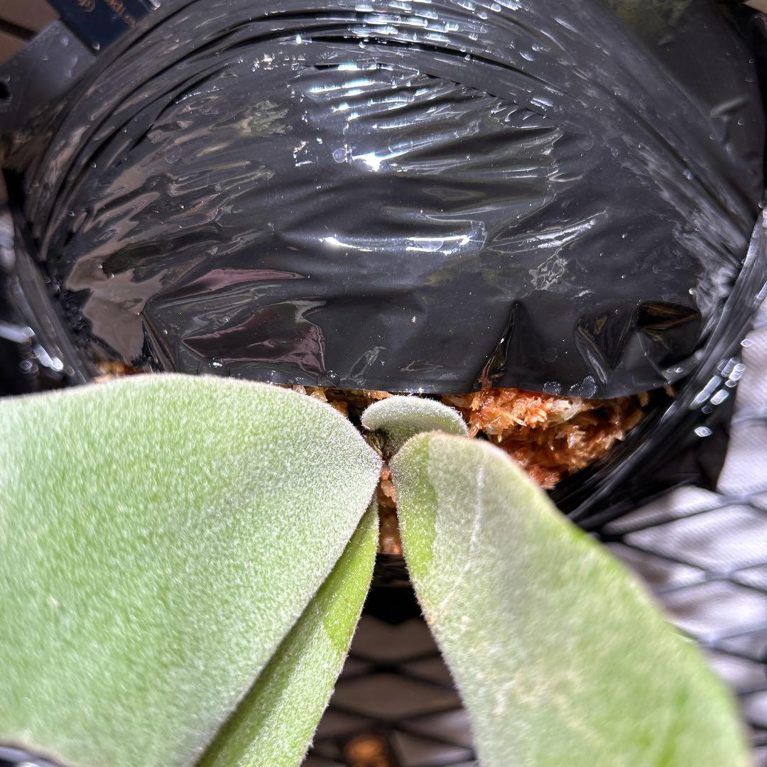 willinckii mix spore Predator, SPA,Kai 2 - メルカリ