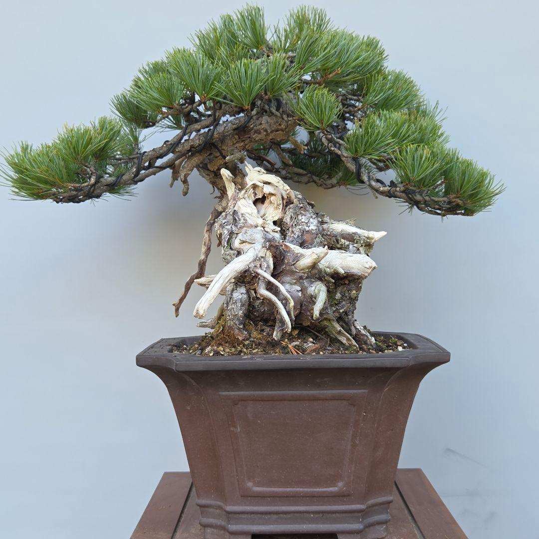 五葉松　[山木舎利幹半懸崖]]　大品盆栽