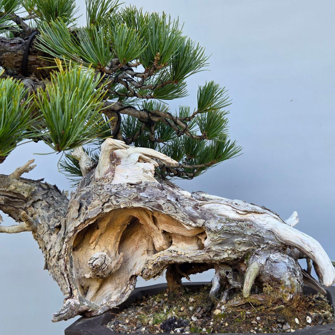 五葉松　[山木舎利幹半懸崖]]　大品盆栽