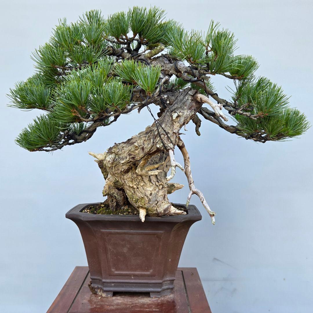 五葉松　[山木舎利幹半懸崖]]　大品盆栽