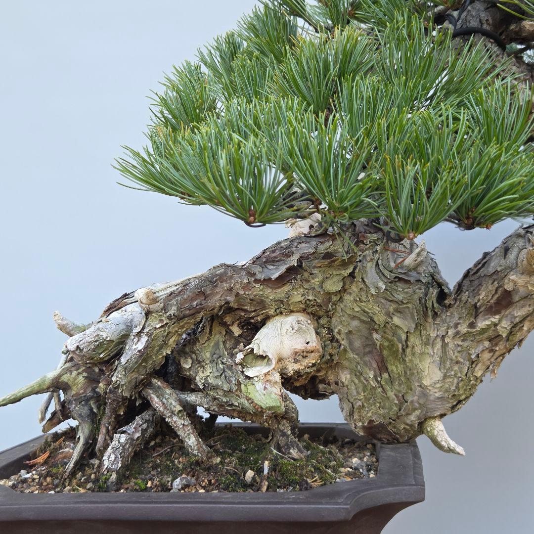 五葉松　[山木舎利幹半懸崖]]　大品盆栽