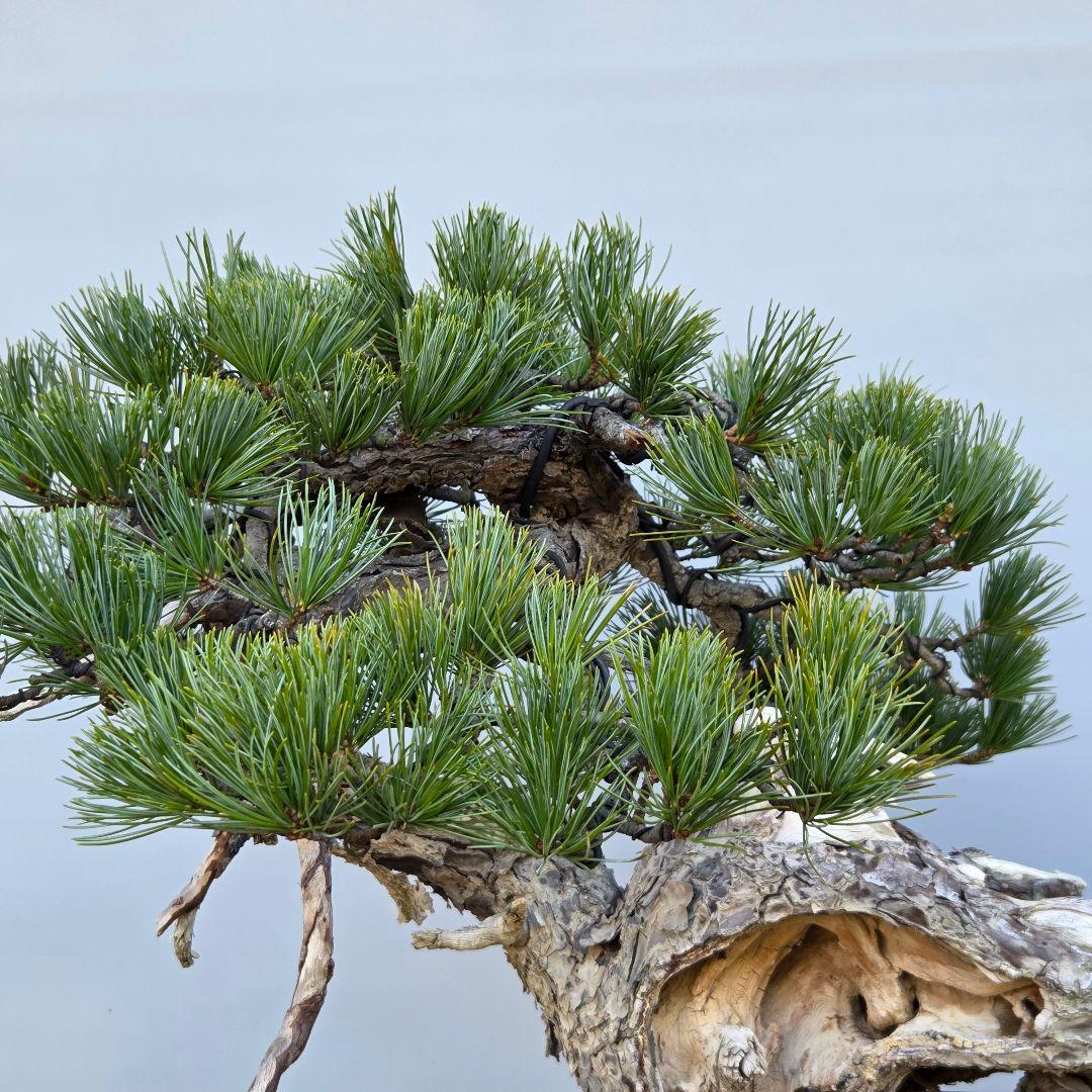 五葉松　[山木舎利幹半懸崖]]　大品盆栽