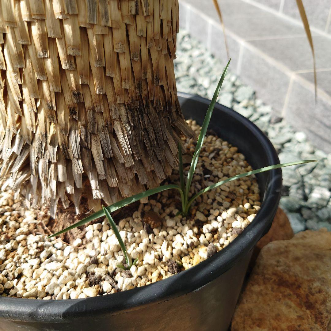 ユッカロストラータ　子株2株付き!