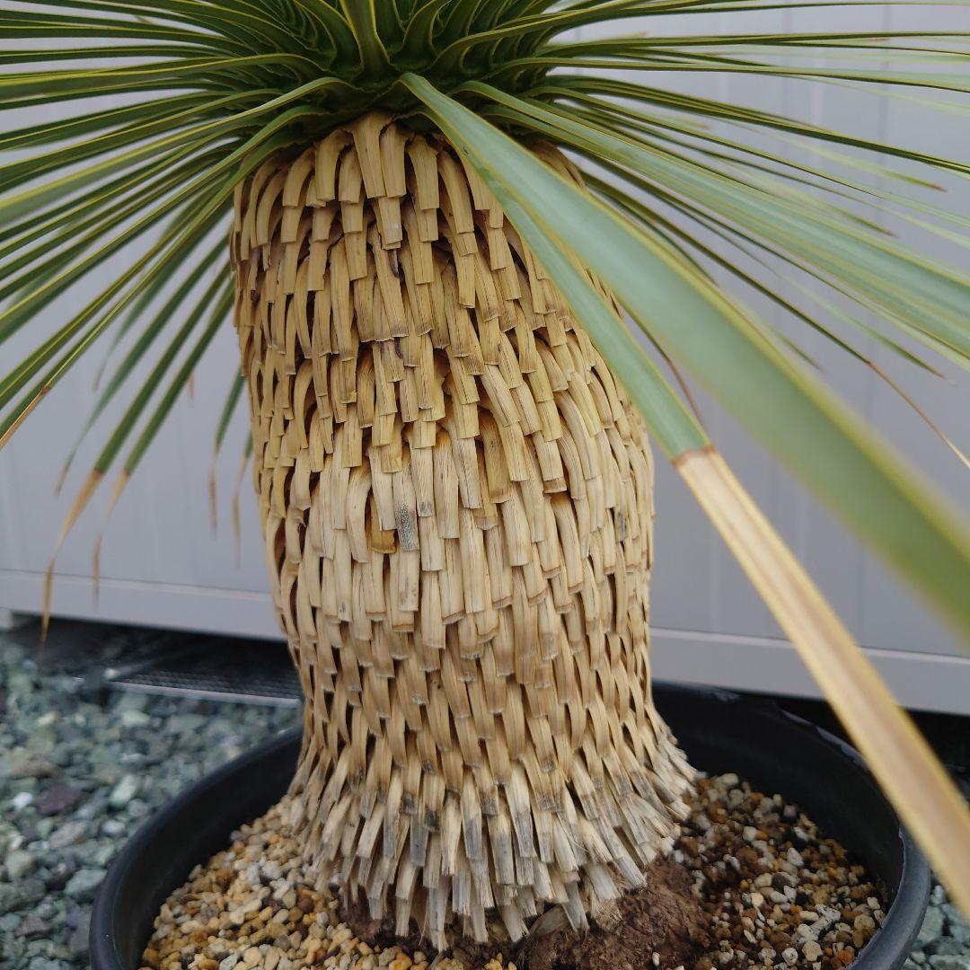 ユッカロストラータ　子株2株付き!