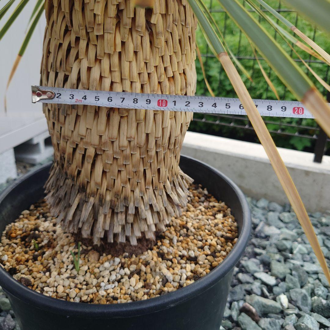 ユッカロストラータ　子株2株付き!