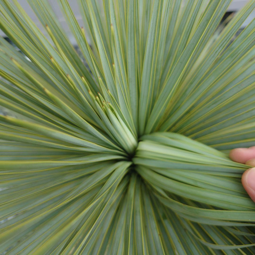 ユッカロストラータ　子株2株付き!