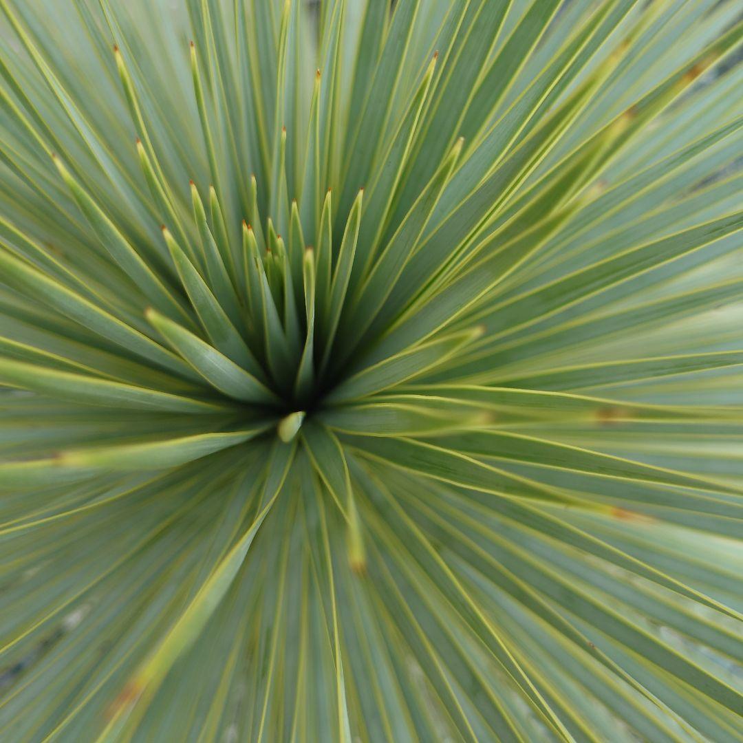 ユッカロストラータ　子株2株付き!