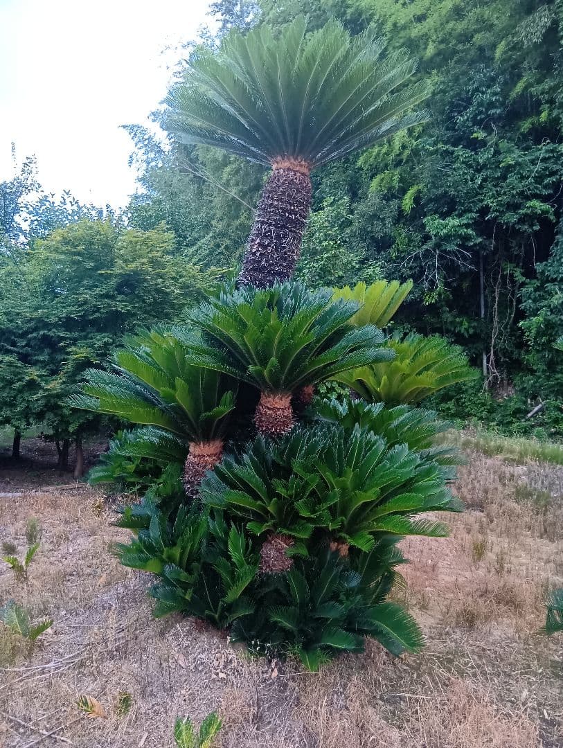 ソテツ（高さ３メイトルサイズ大株）南国庭木