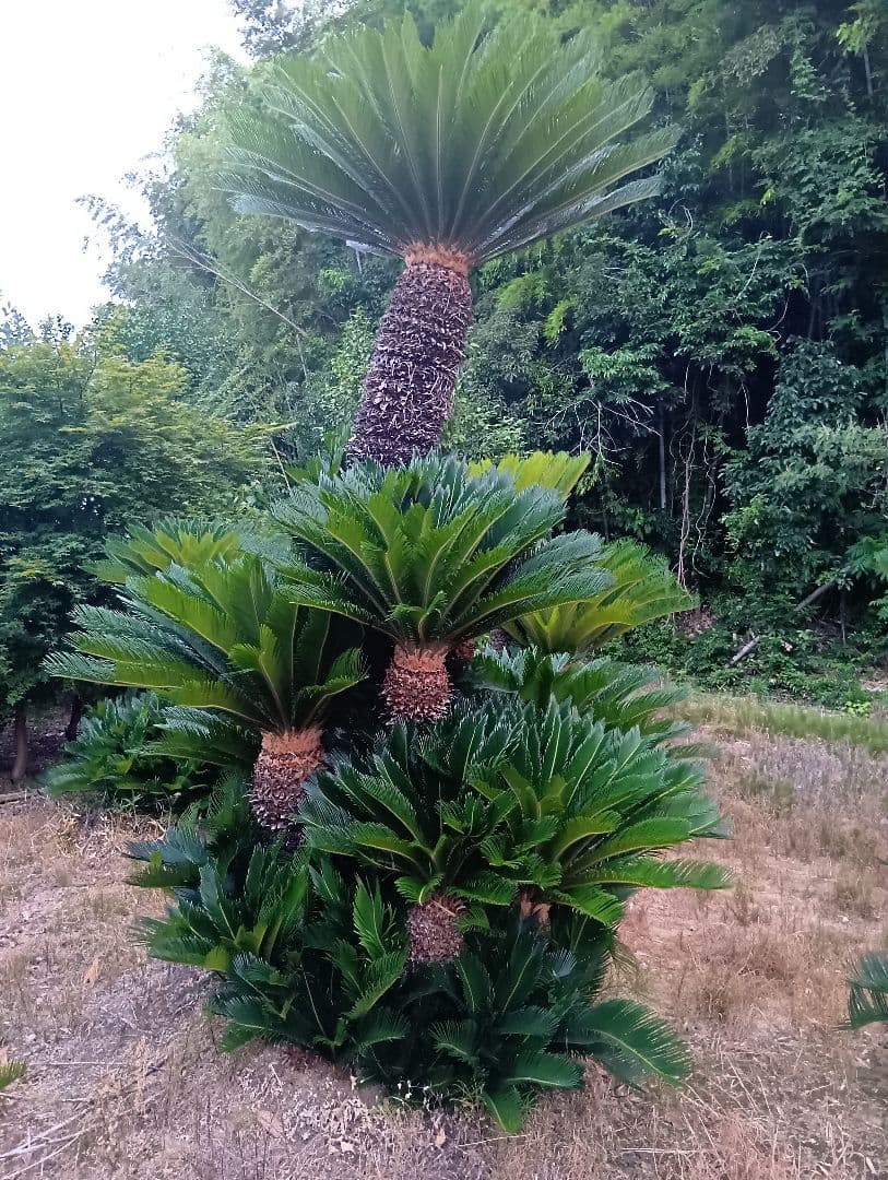 ソテツ（高さ３メイトルサイズ大株）南国庭木