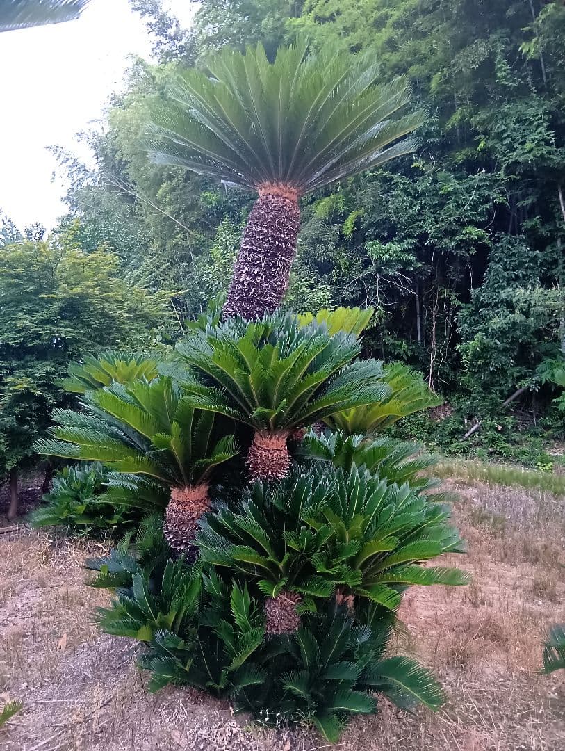 ソテツ（高さ３メイトルサイズ大株）南国庭木