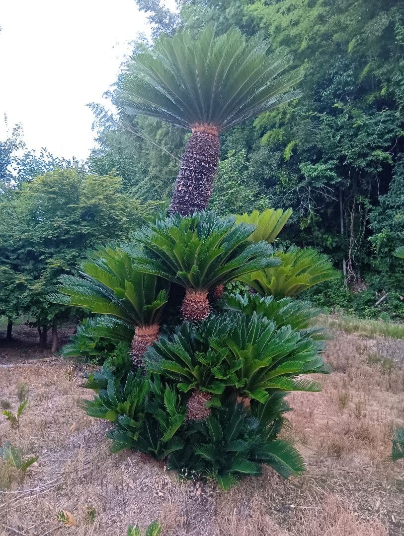 ソテツ（高さ３メイトルサイズ大株）南国庭木