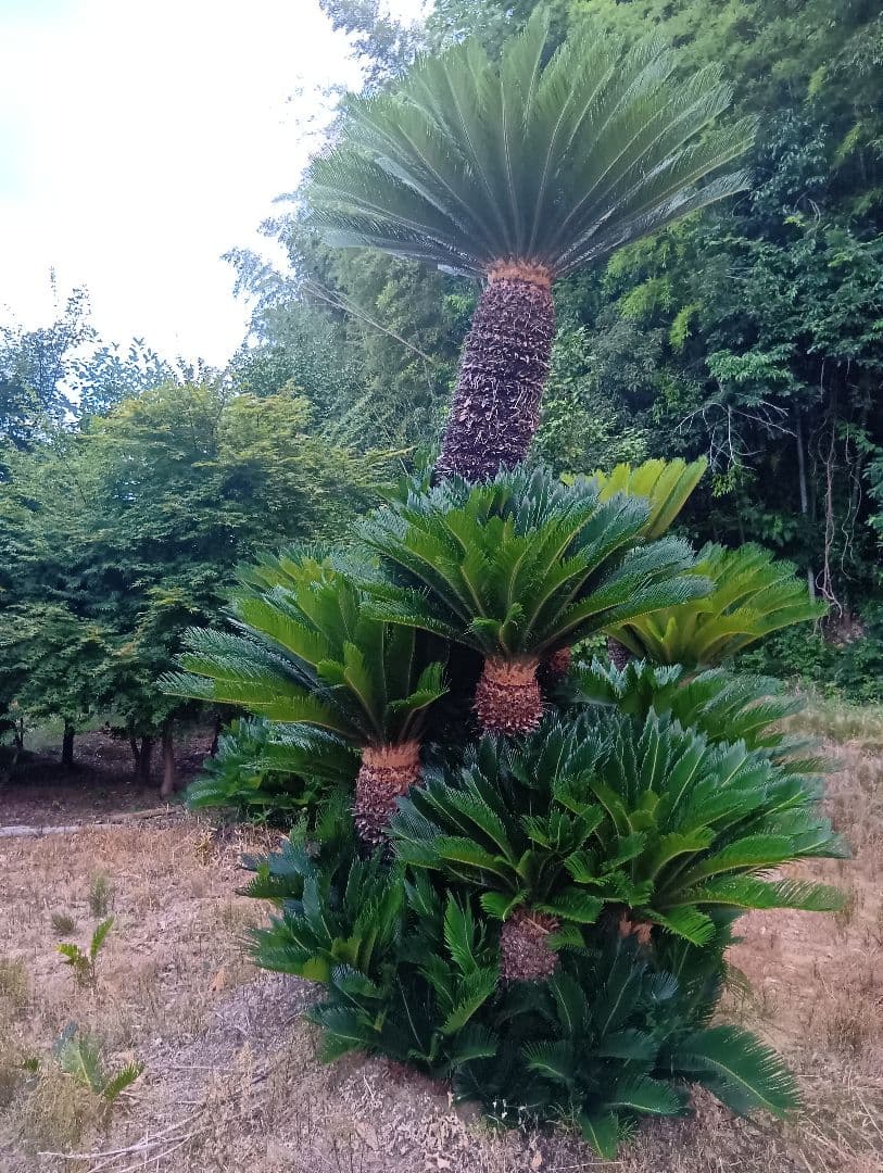 ソテツ（高さ３メイトルサイズ大株）南国庭木