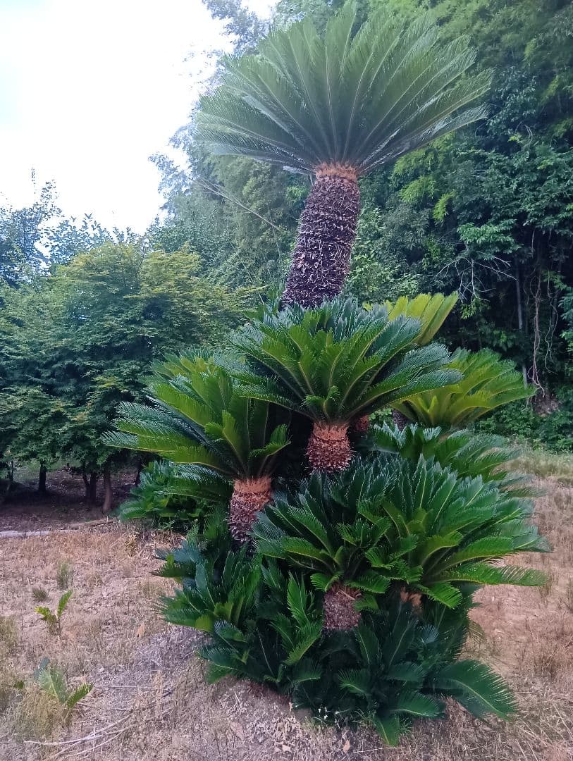 ソテツ（高さ３メイトルサイズ大株）南国庭木