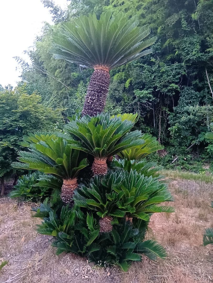 ソテツ（高さ３メイトルサイズ大株）南国庭木
