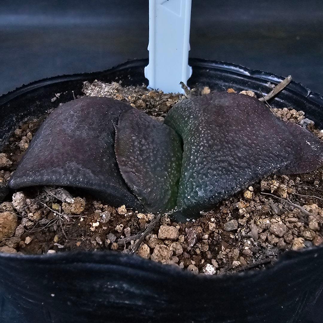 メルカリ便発送&ロウルサンコさんラベル付き☆多肉植物 ガステリア 臥牛 王頭