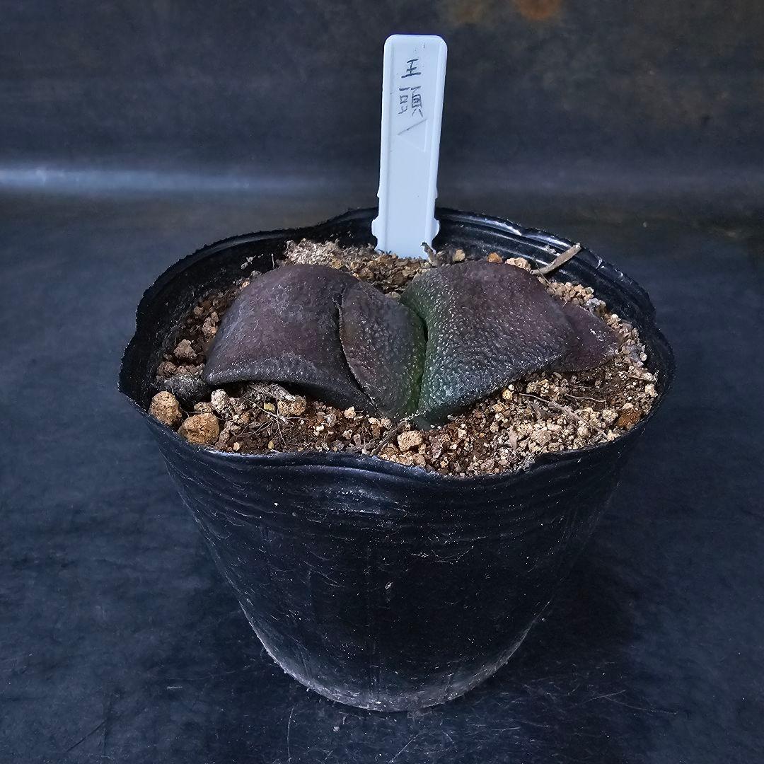 メルカリ便発送&ロウルサンコさんラベル付き☆多肉植物 ガステリア 臥牛 王頭