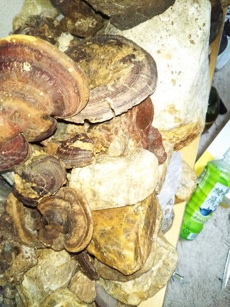 頭石、霊峰、桜石、そして金箔を張ったような紋様の桜石です。