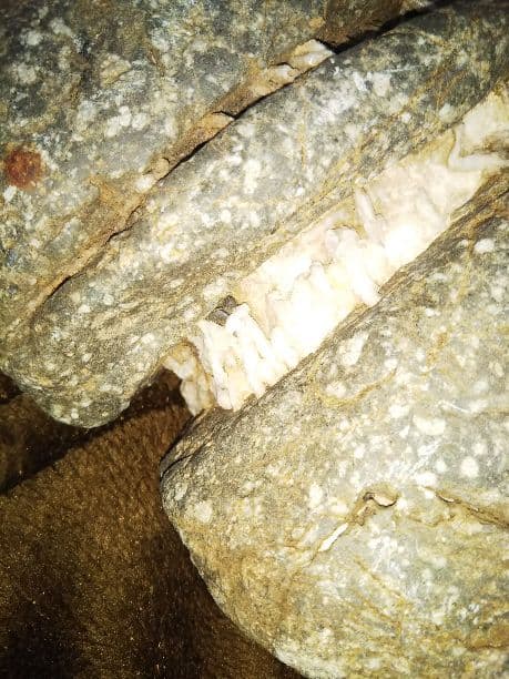 頭石、霊峰、桜石、そして金箔を張ったような紋様の桜石です。