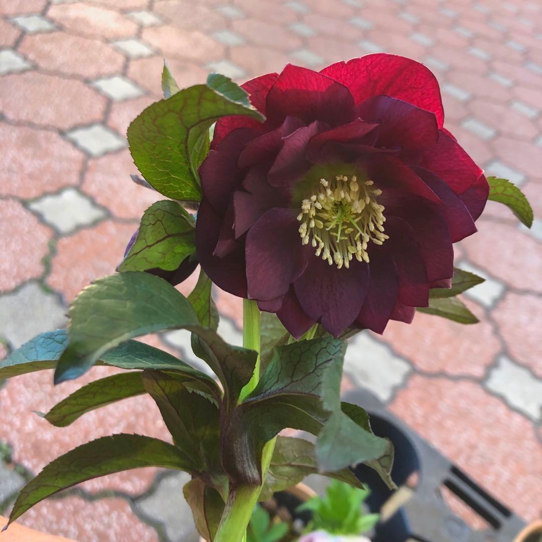 新春大特価 クリスマスローズ 八重 4種セット 平田園芸 花付き現品発送