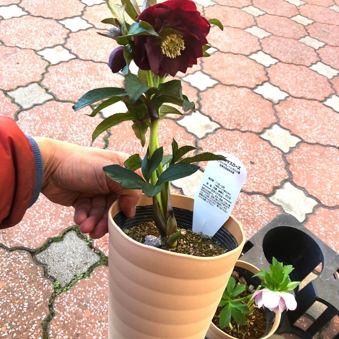 新春大特価 クリスマスローズ 八重 4種セット 平田園芸 花付き現品発送