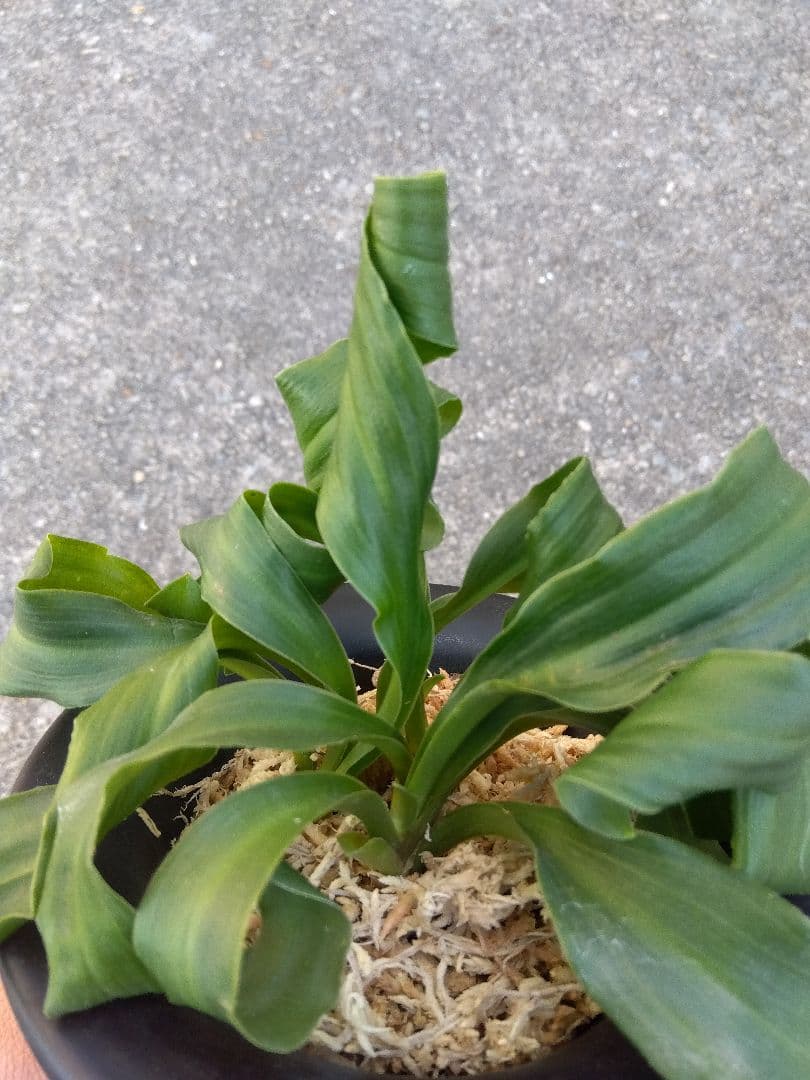 万年青　おもと　獅子　4号陶器鉢つき　4株群生❗　な