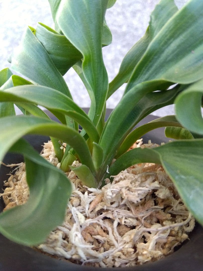 万年青　おもと　獅子　4号陶器鉢つき　4株群生❗　な