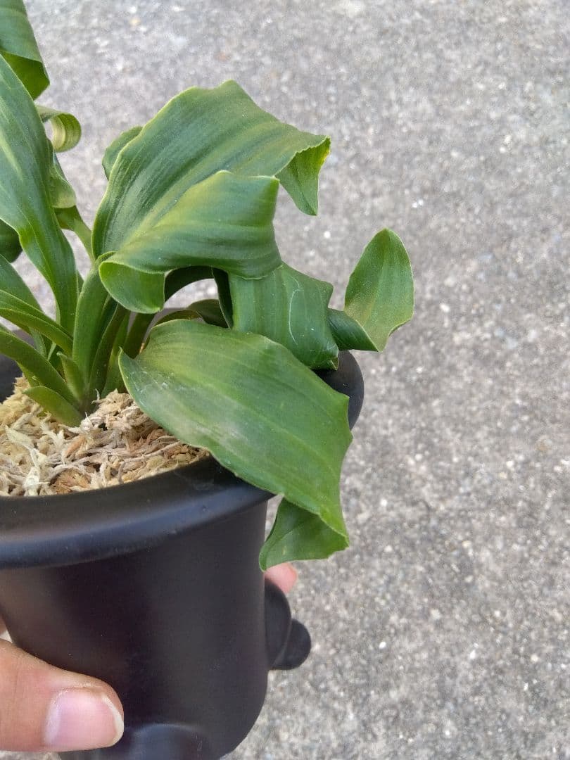 万年青　おもと　獅子　4号陶器鉢つき　4株群生❗　な