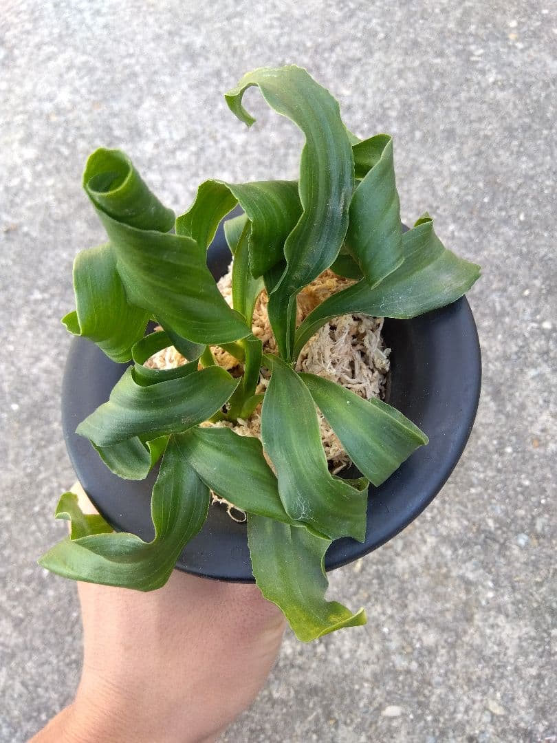 万年青　おもと　獅子　4号陶器鉢つき　4株群生❗　な