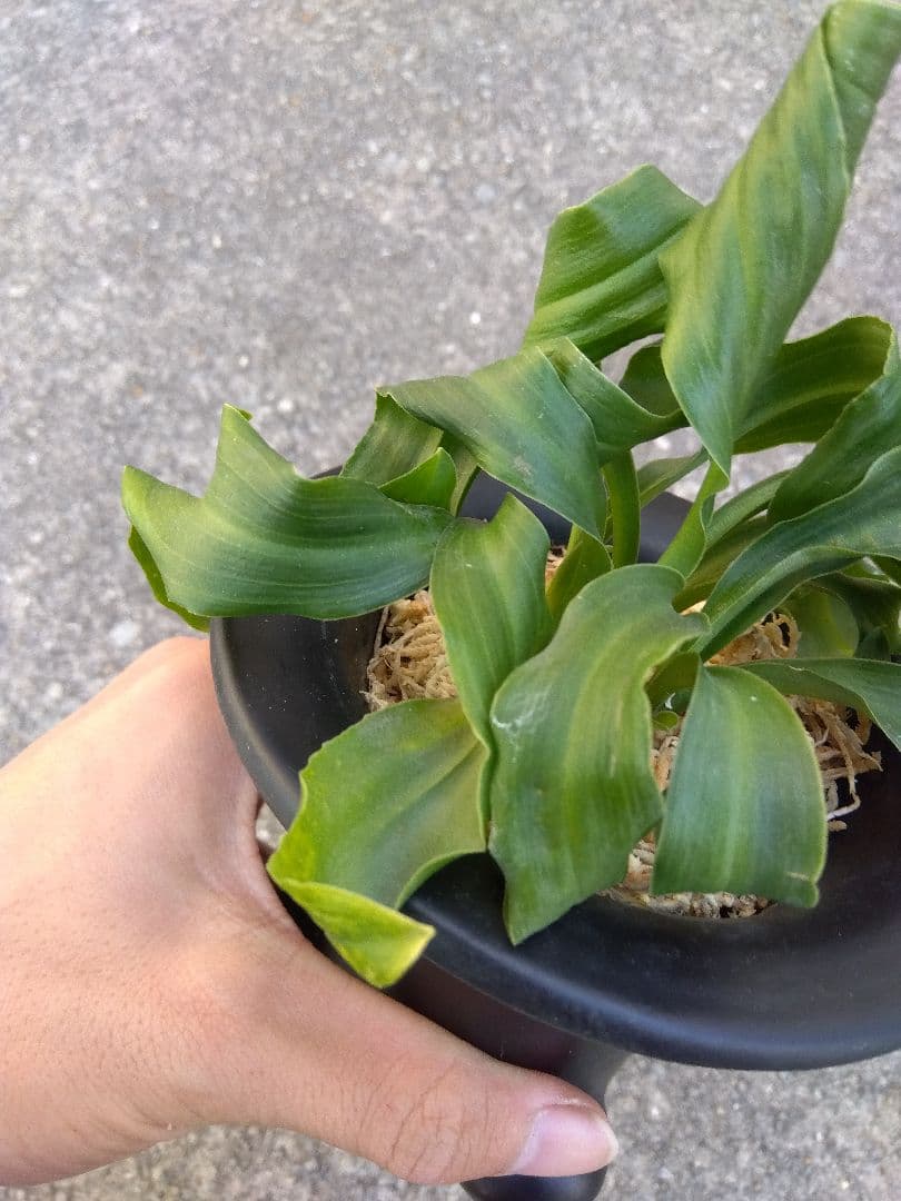 万年青　おもと　獅子　4号陶器鉢つき　4株群生❗　な